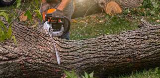 Trusted Wappingers Falls, NY Tree Removal Services Experts