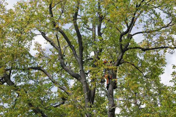 How Our Tree Care Process Works  in  Wappingers Falls, NY